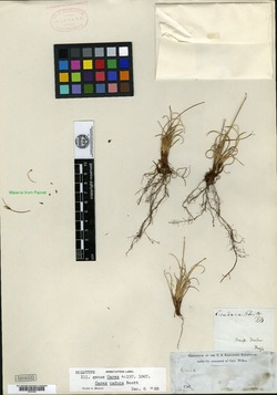 Carex canescens var. robustior image