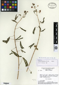 Mimosa petraea image