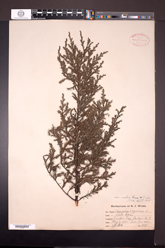 Juniperus virginiana var. crebra image
