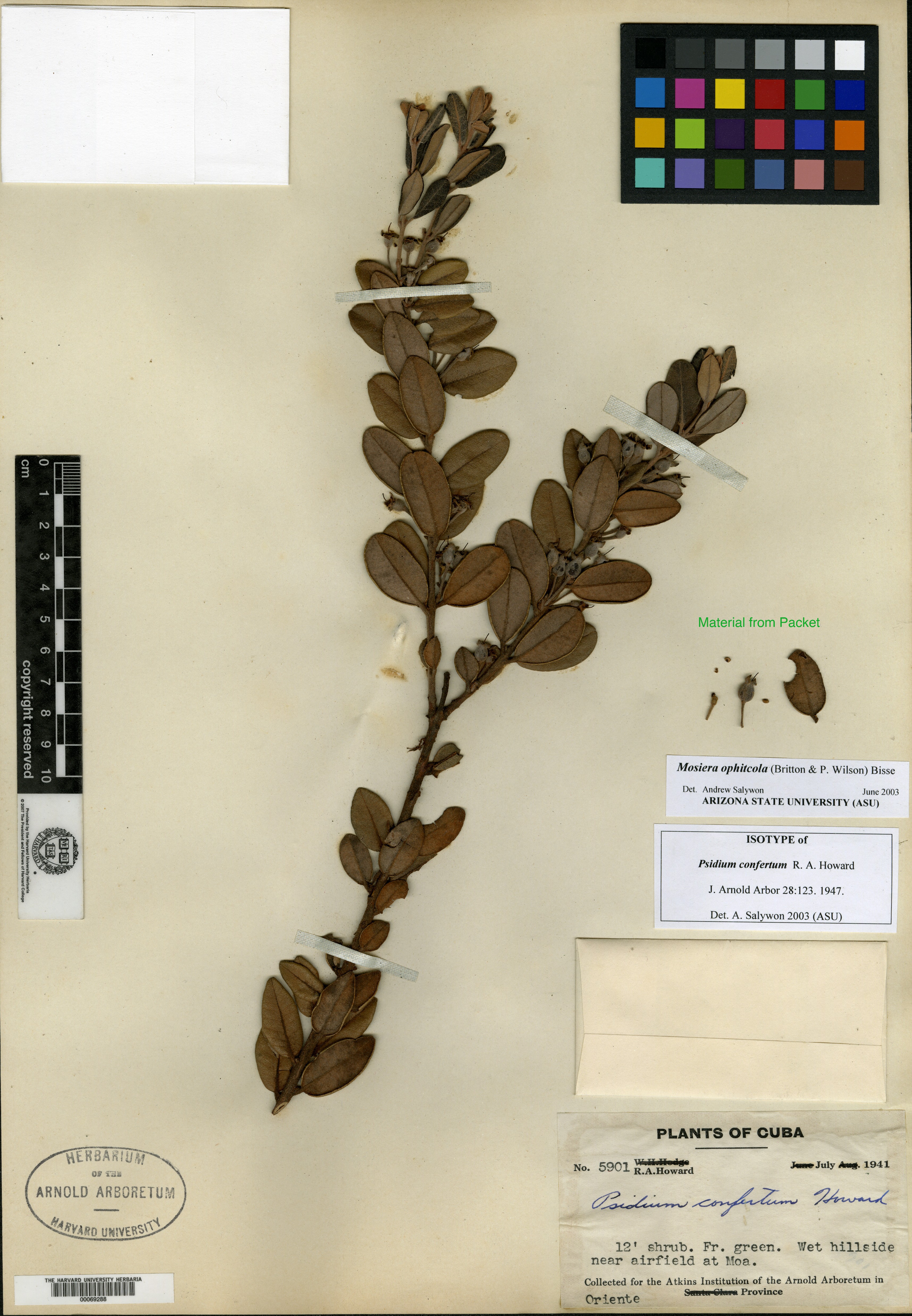 Mosiera nummularioides subsp. ophiticola image