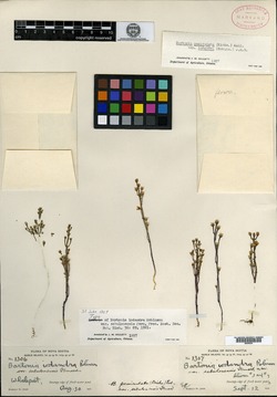 Bartonia paniculata subsp. iodandra image