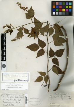 Rhynchosia monticola image