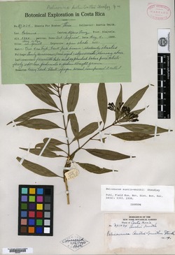 Palicourea salicifolia image