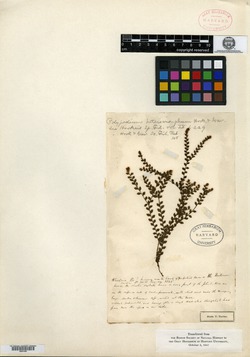 Polypodium heteromorphum image