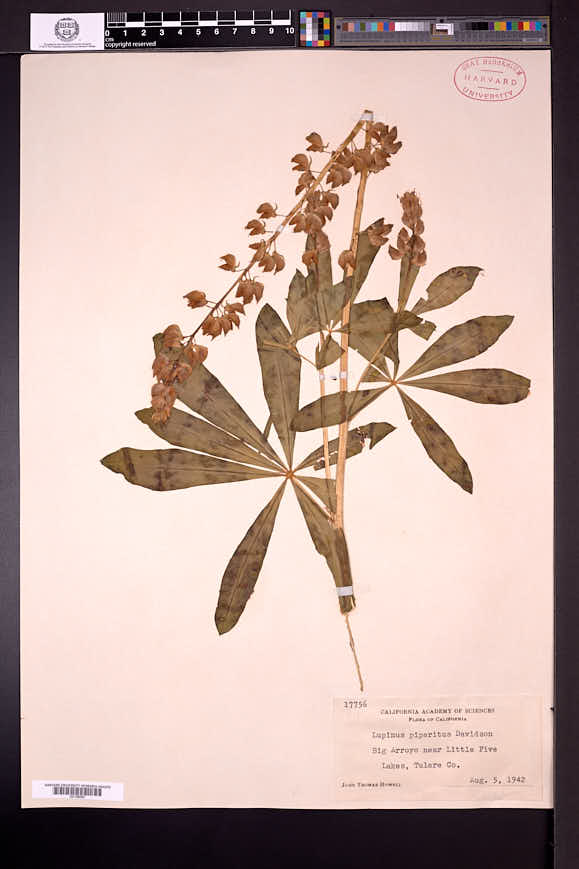 Lupinus polyphyllus subsp. superbus image