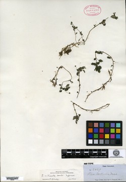 Pilea urticella image