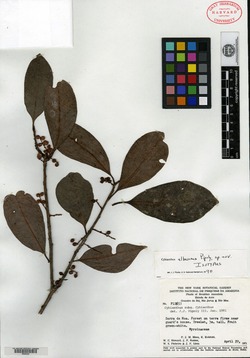 Cybianthus albescens image