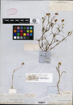Burrielia gracilis image