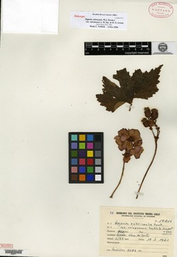 Begonia rubricaulis image