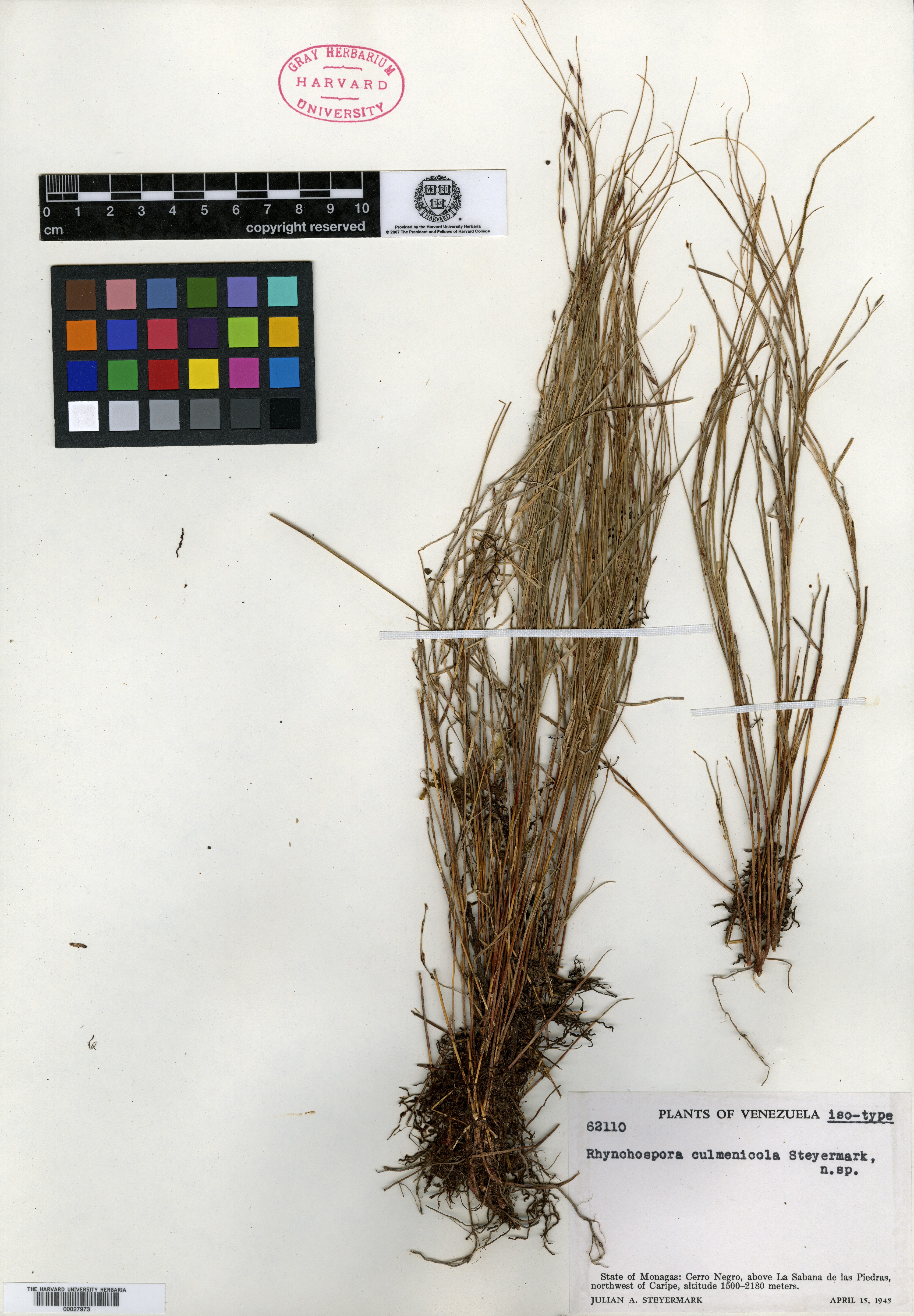 Rhynchospora dissitiflora image