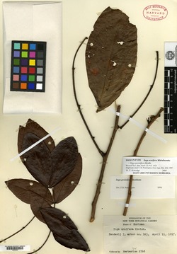 Klugiodendron umbrianum image