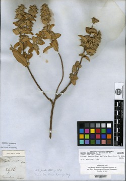 Hyptidendron conspersum image