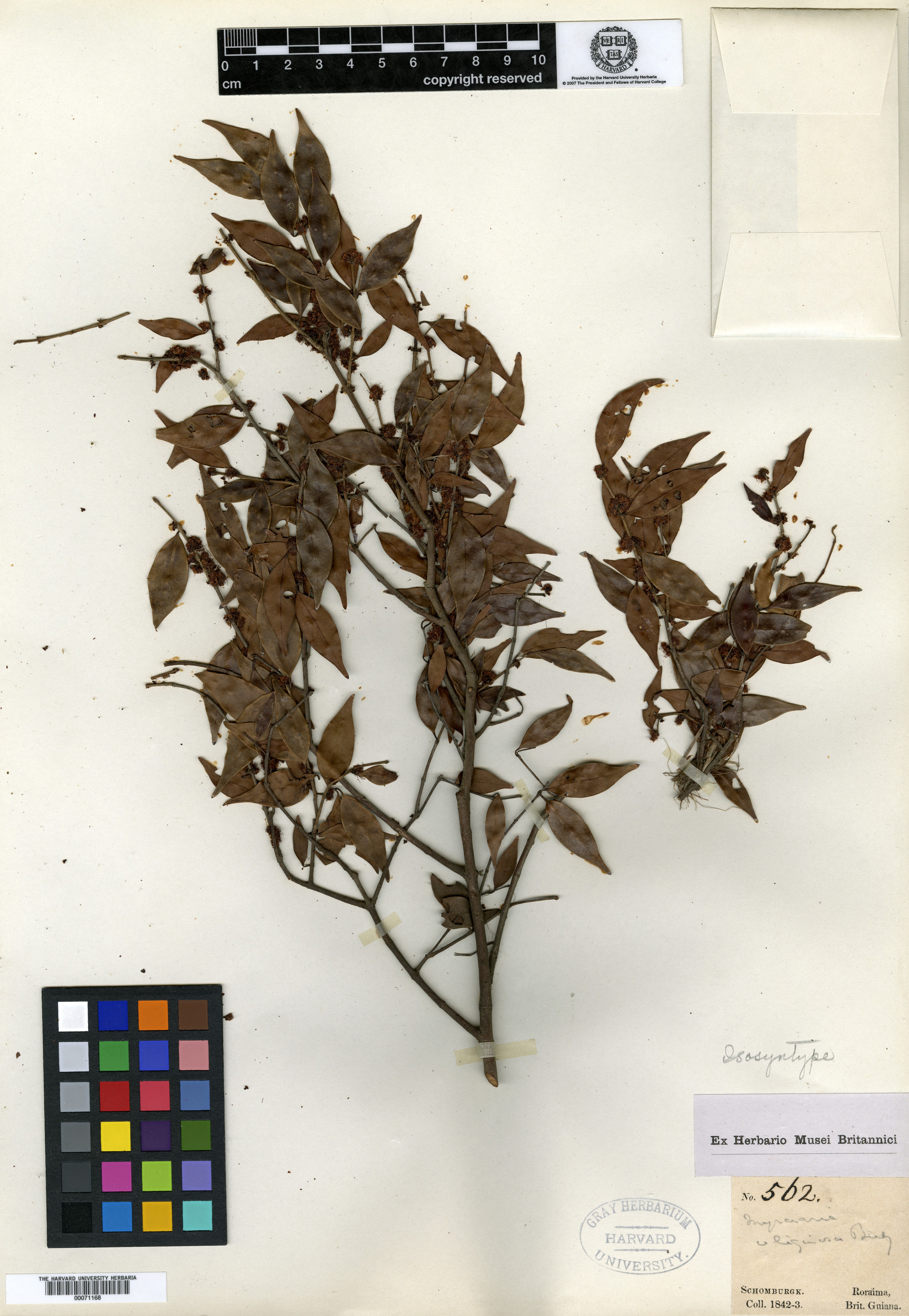 Myrtus hypericifolia image