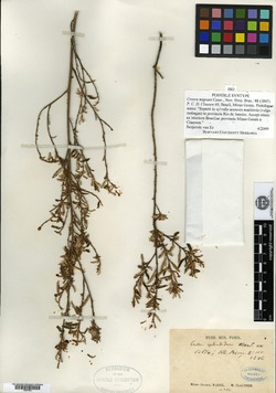 Croton migrans image