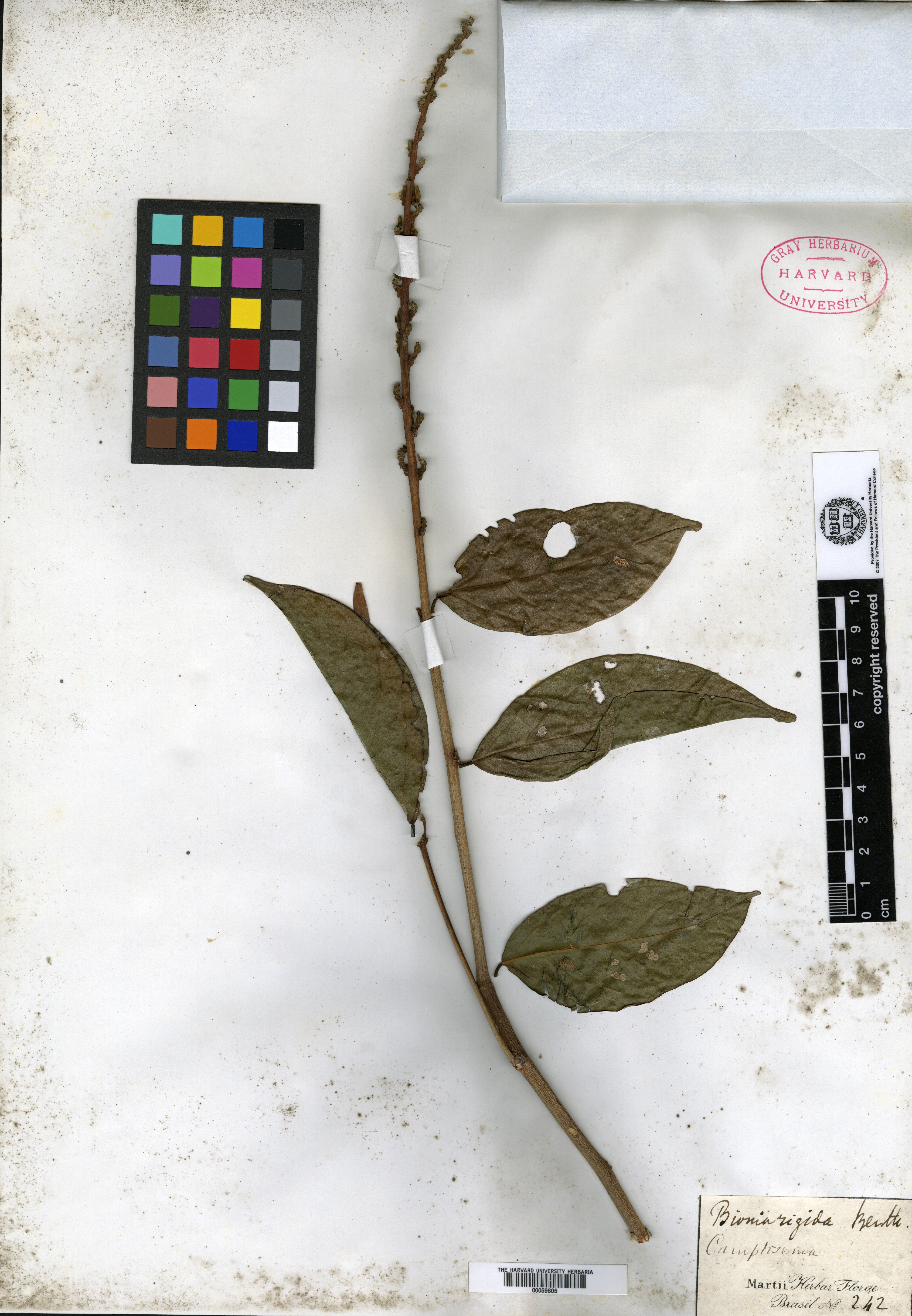 Bossiaea rhombifolia image