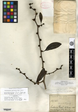 Piptocarpha pyrifolia image