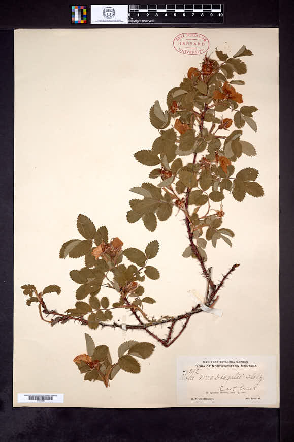 Rosa nutkana subsp. macdougalii image