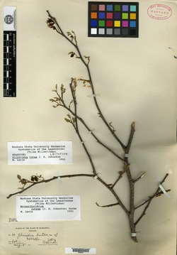 Glycyrrhiza glabra image