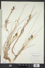 Scheuchzeria palustris var. americana image