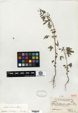 Oxalis boliviana image