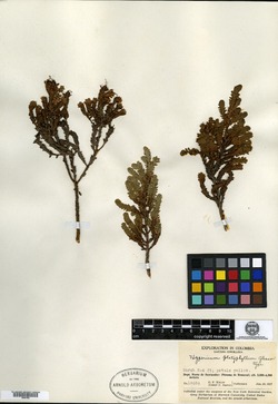 Hypericum phellos subsp. platyphyllum image