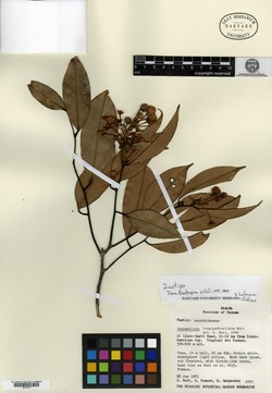 Eschweilera longipedicellata image