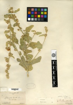 Sphaeralcea orcuttii image