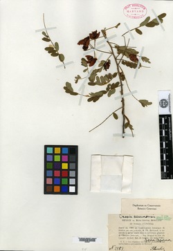 Cassia bacillaris image