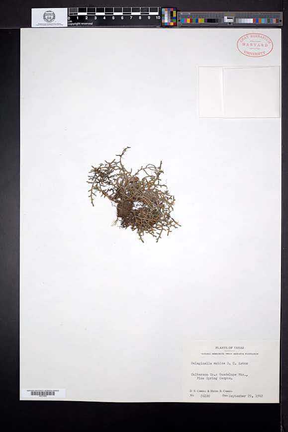 Selaginella mutica image