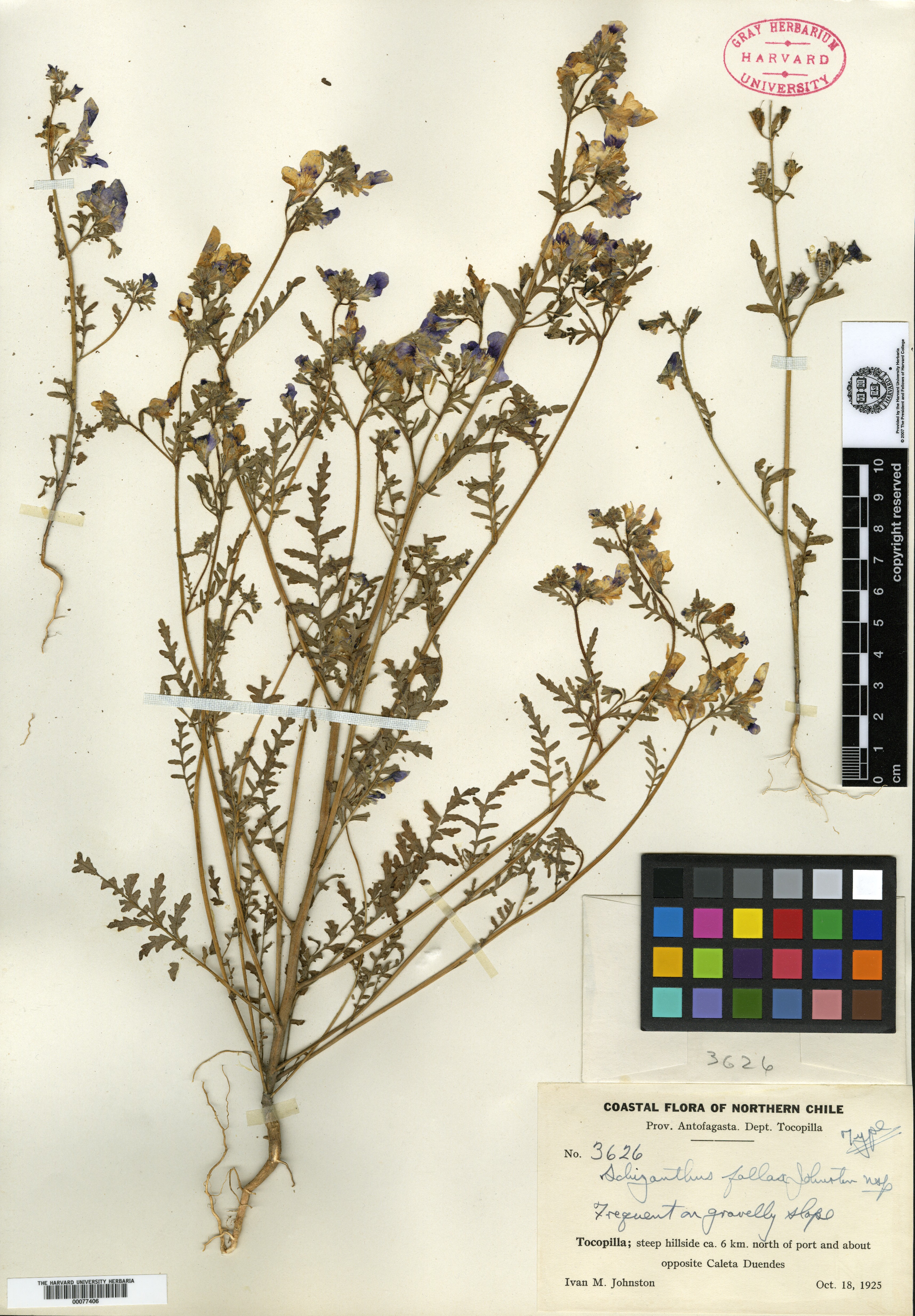 Schizanthus fallax image