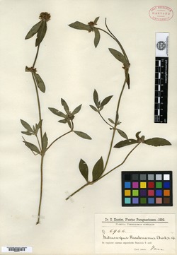 Mitracarpus hasslerianus image