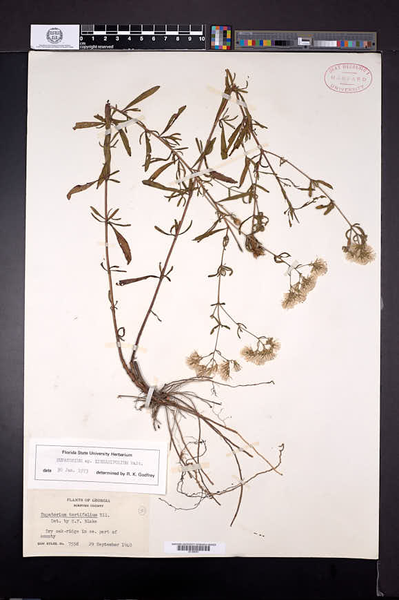 Eupatorium cuneifolium image