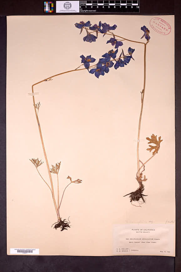 Delphinium variegatum image