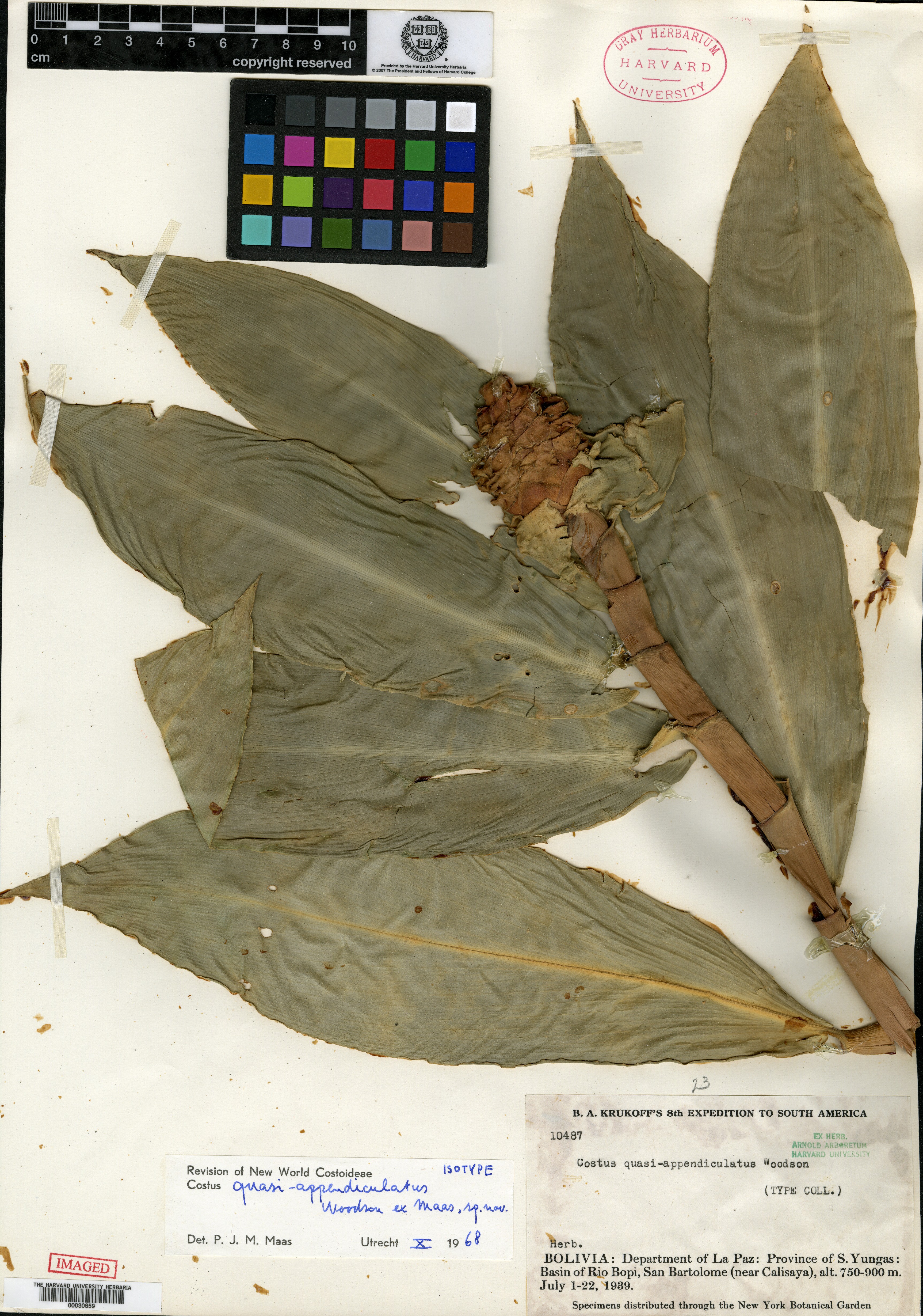 Costus quasi-appendiculatus image