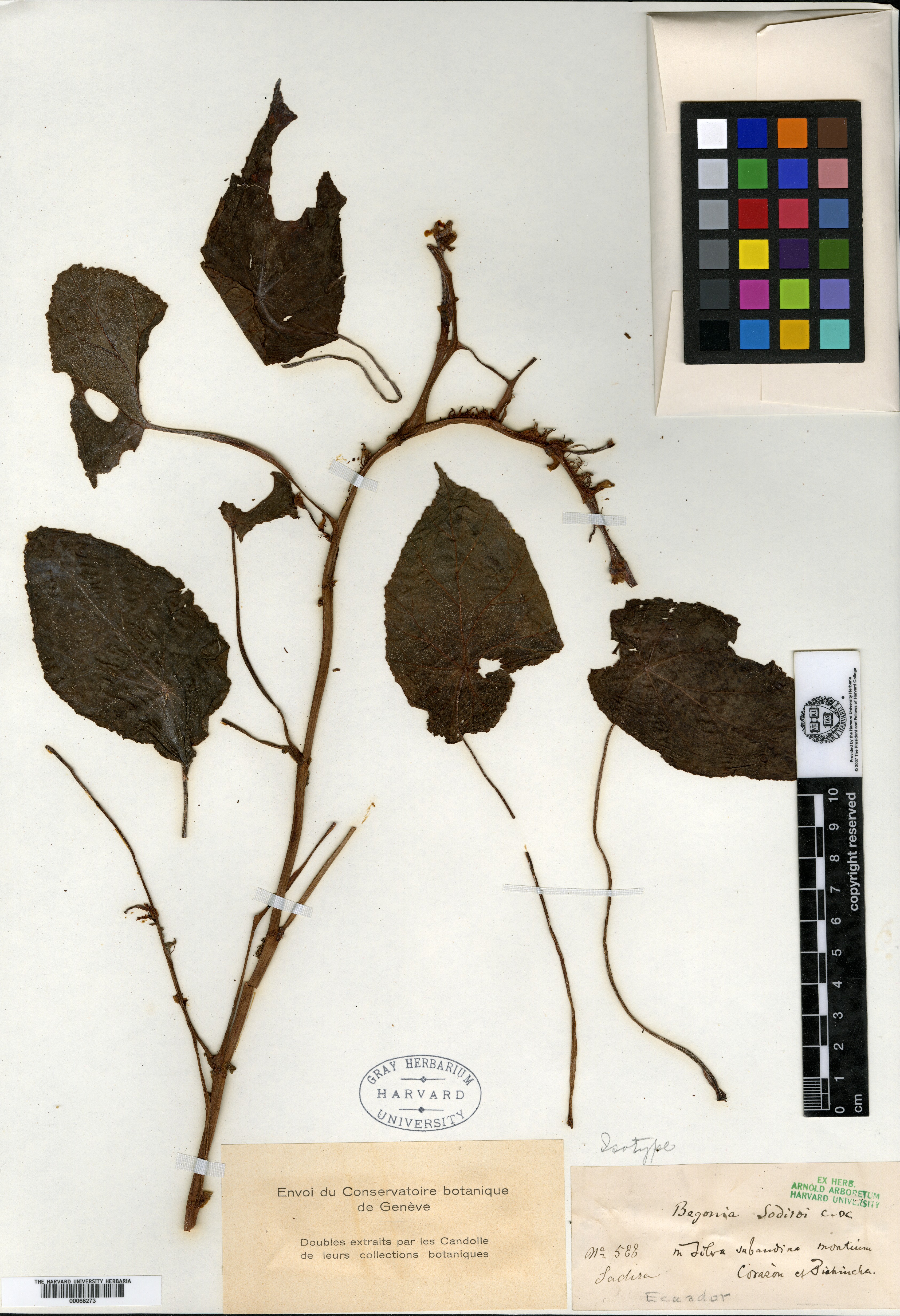 Begonia sodiroi image