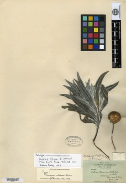 Scalesia villosa image