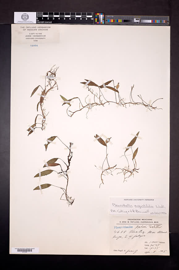Pleurothallis angustifolia image