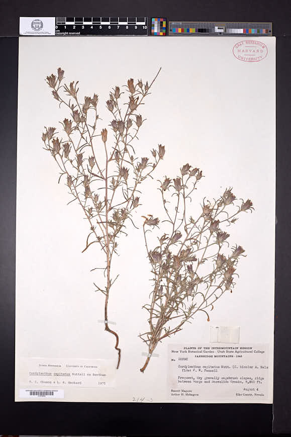 Cordylanthus capitatus image