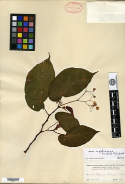 Begonia cryptocarpa image