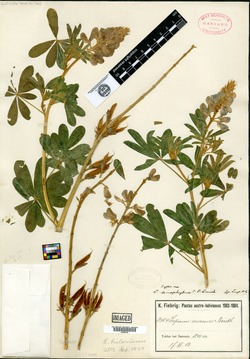 Lupinus xenophytus image