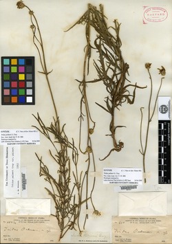 Tridax palmeri image