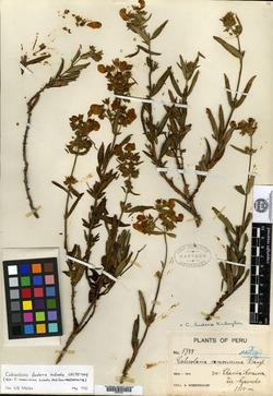 Calceolaria ramosissima image