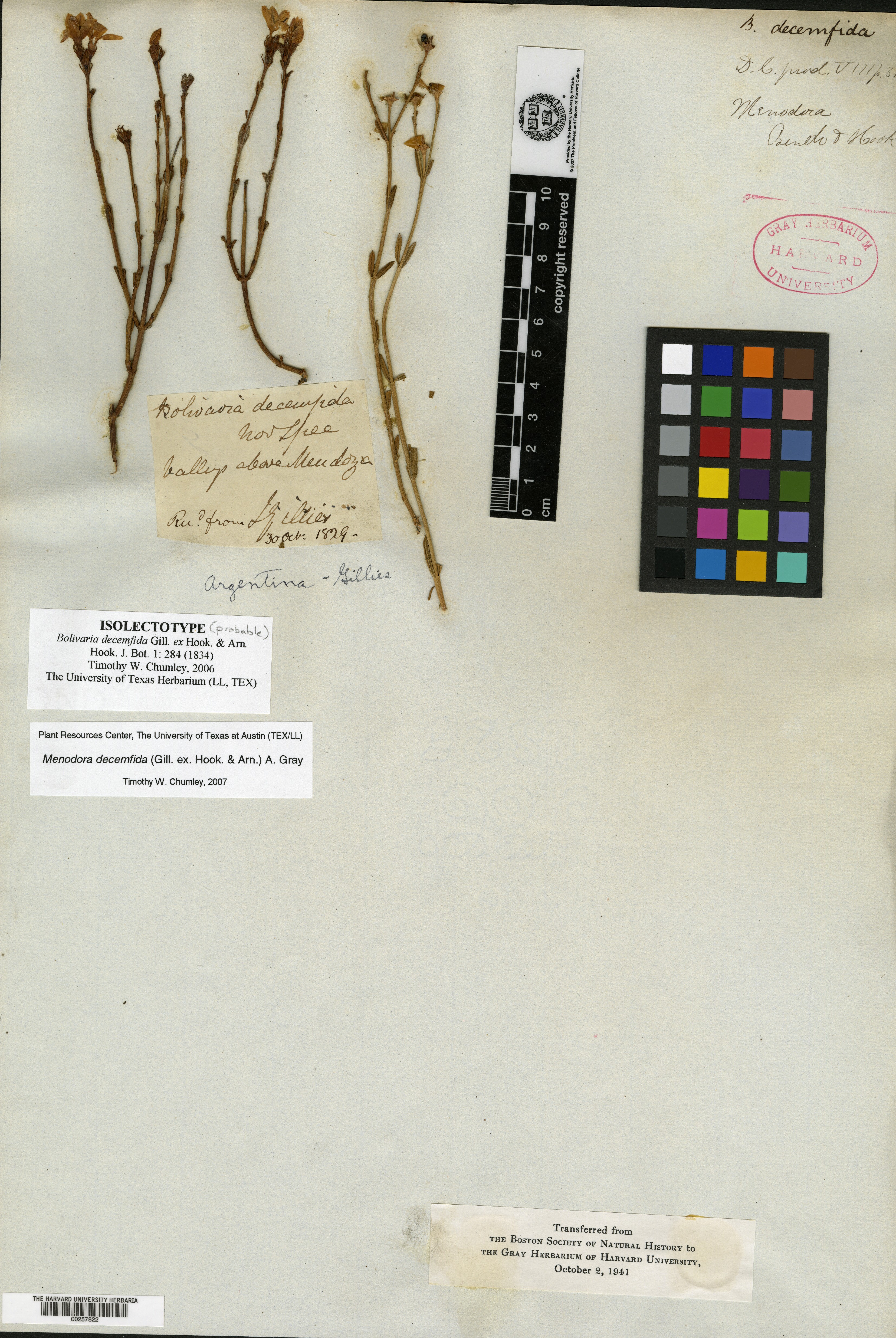 Chionanthus macrocarpus image