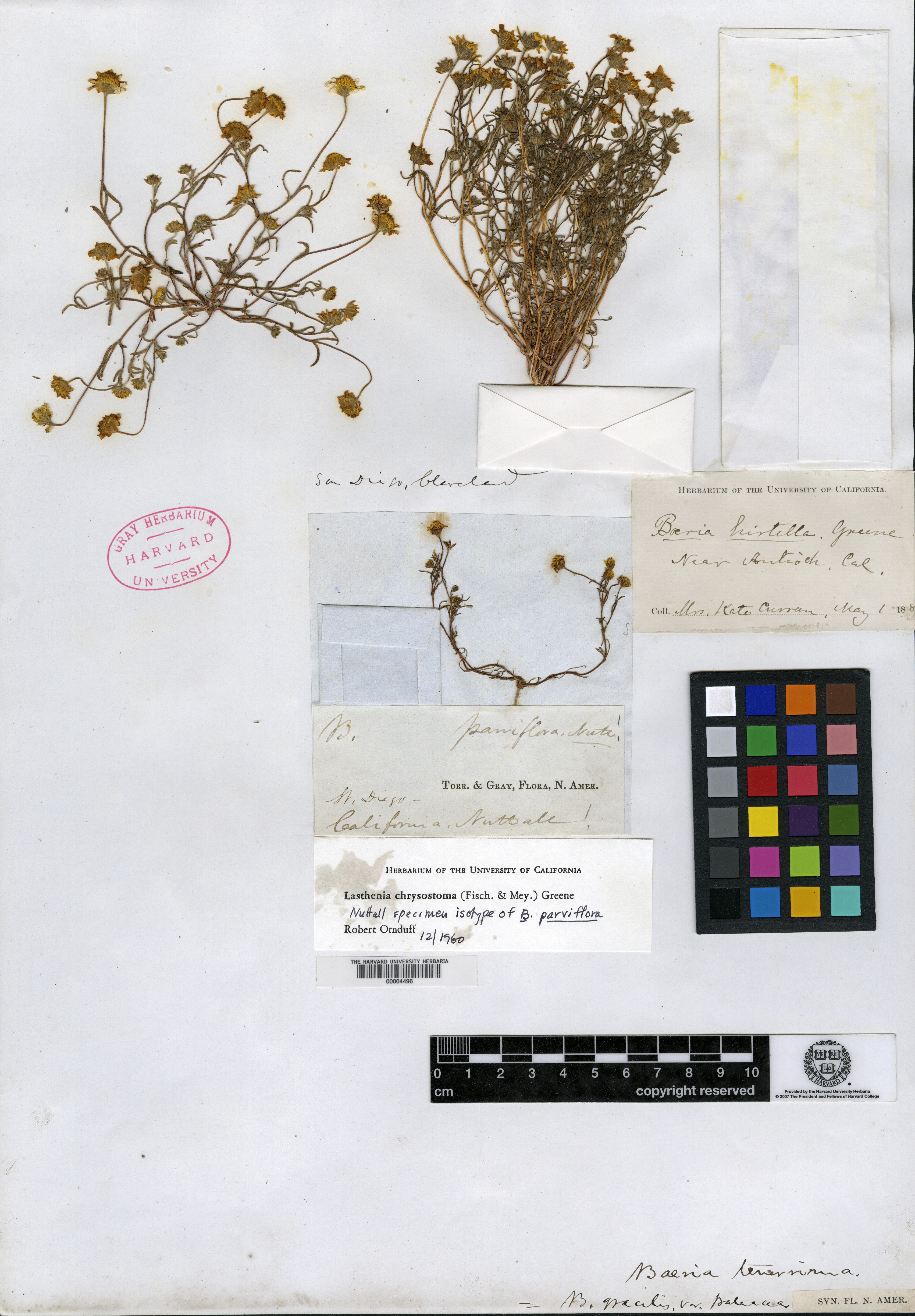Burrielia parviflora image