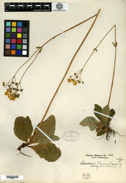 Calceolaria filicaulis subsp. filicaulis image