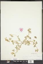 Trifolium dalmaticum image