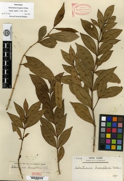 Sebastiania hexaptera image