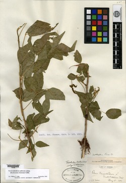 Toxicodendron laetevirens image