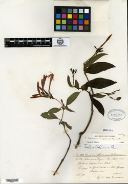 Fuchsia juntasensis image
