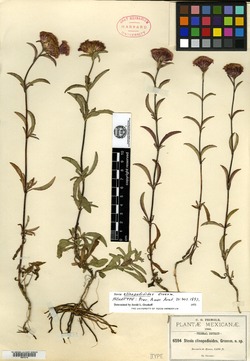 Stevia clinopodioides image